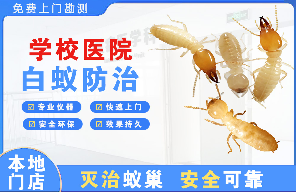 宜州学校医院白蚁防治